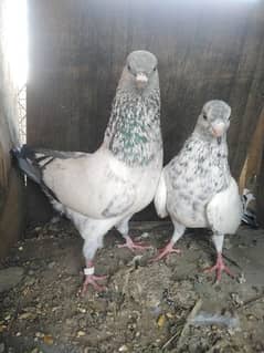 golden pair for sale