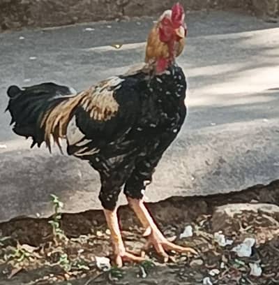 aseel rooster for sale