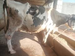 Holstein Friesian Cow/ہالسٹن فریزین گائے