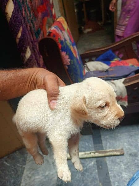 Labra Dog Male Age: 4 Months 6