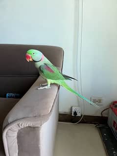 Raw parrot