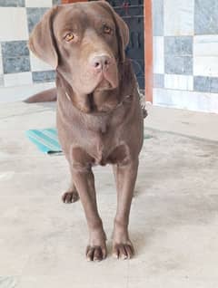 Labrador Male Dog | chocolate Labrador Dog For Sale