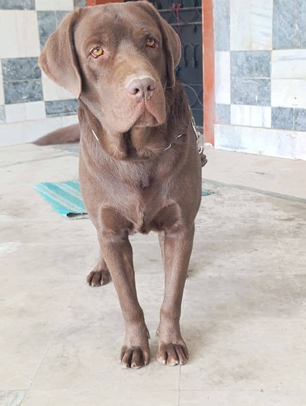 Labrador Male Dog | chocolate Labrador Dog For Sale 0