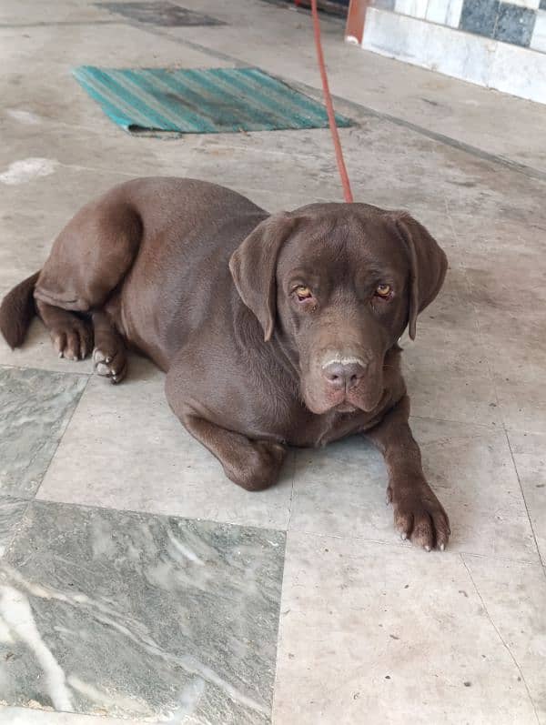 Labrador Male Dog | chocolate Labrador Dog For Sale 1