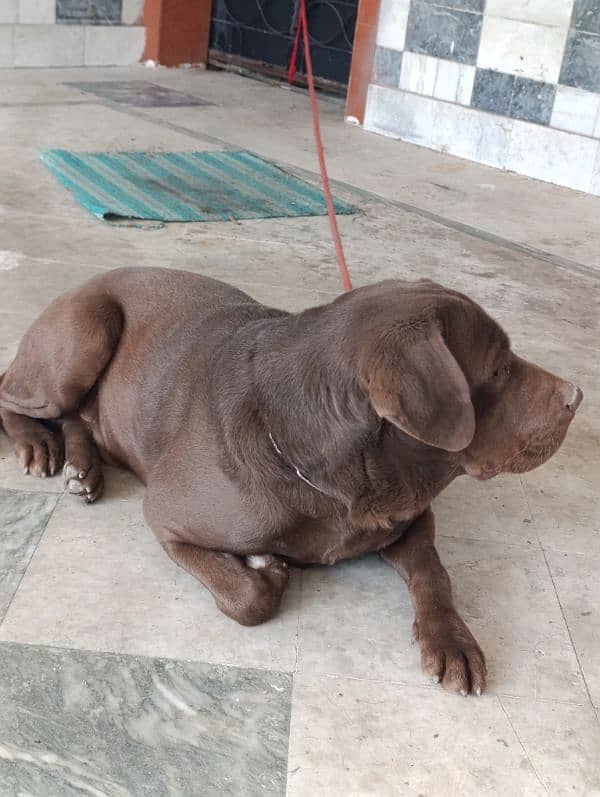 Labrador Male Dog | chocolate Labrador Dog For Sale 2