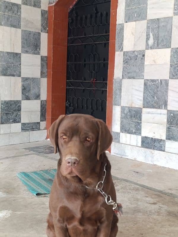 Labrador Male Dog | chocolate Labrador Dog For Sale 3