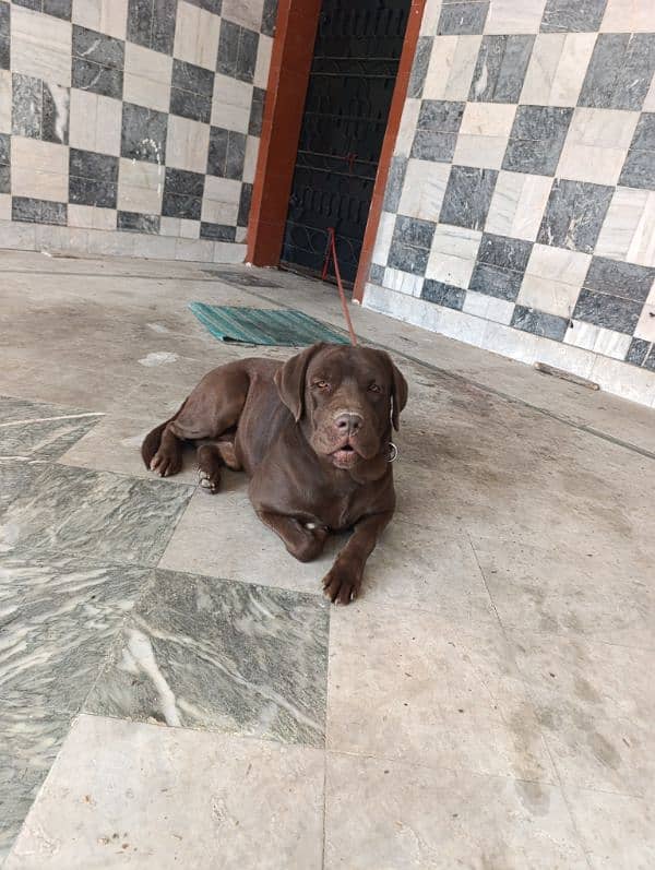 Labrador Male Dog | chocolate Labrador Dog For Sale 4