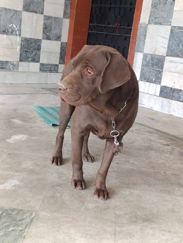 Labrador Male Dog | chocolate Labrador Dog For Sale 5