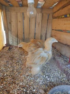 . white bantam. Golden buff. mushka . . . laka aseel