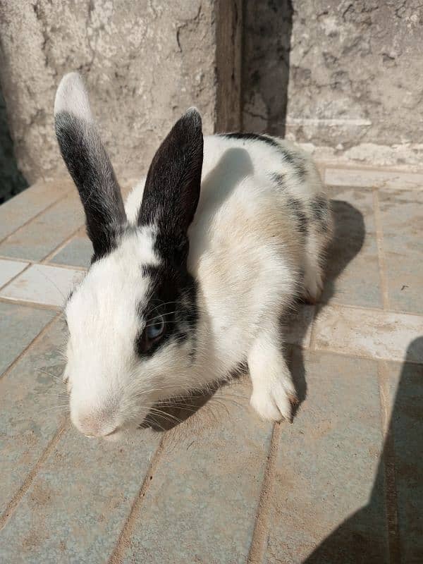 Rabbits red eyes and black eyes 2