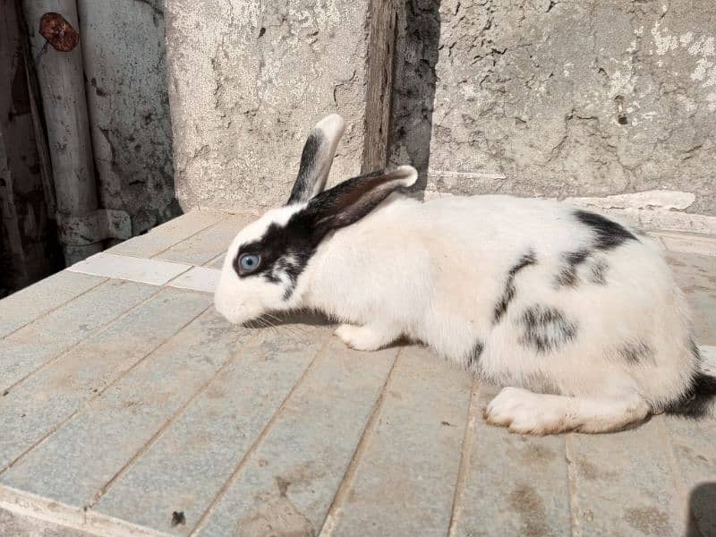 Rabbits red eyes and black eyes 3