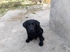 American Labradog