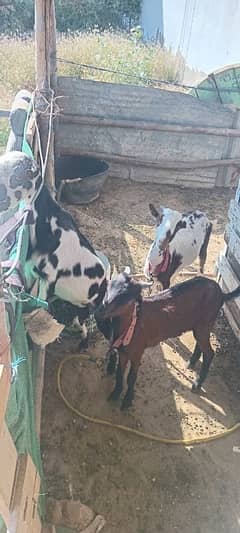 goats for sale at reasonable price