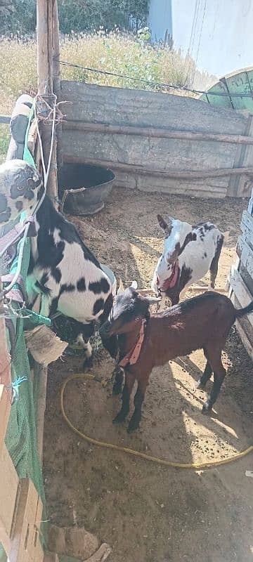 goats for sale at reasonable price 0