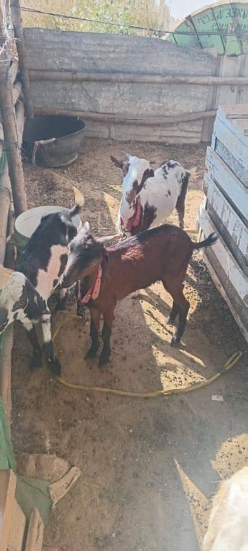 goats for sale at reasonable price 2