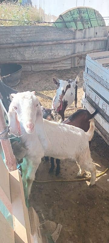 goats for sale at reasonable price 3