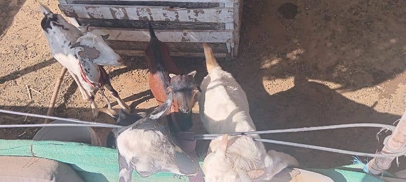 goats for sale at reasonable price 5