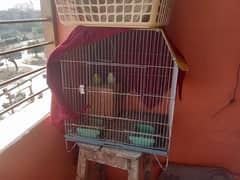 Australian parrots (pair) with cage