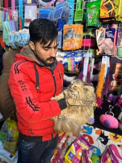 Persian male long coated