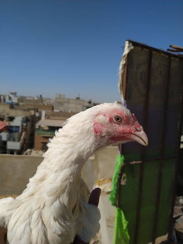 White eyes aseel Heera lohman brown miyanwali kandhari mushka Lasani 0