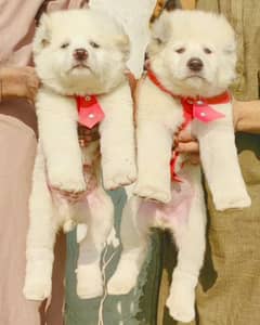 Alabai dog | King Alabai pair | security dog for sale | Alabai Breed