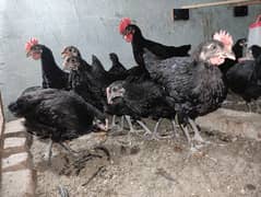 Australorp Hens 3 Months