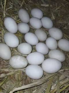 Desi Duck eggs for sale۔