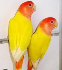 pair of lutino lovebird