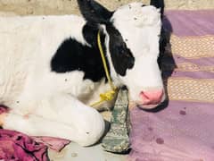 Mashallah gulabi calf