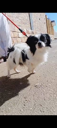 Japanese chin for sell