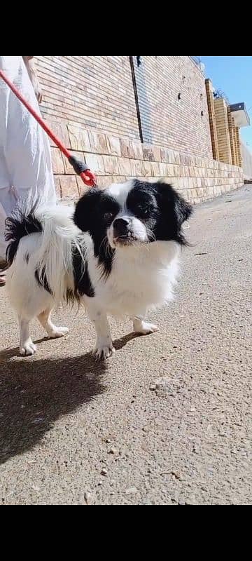 Japanese chin for sell 1