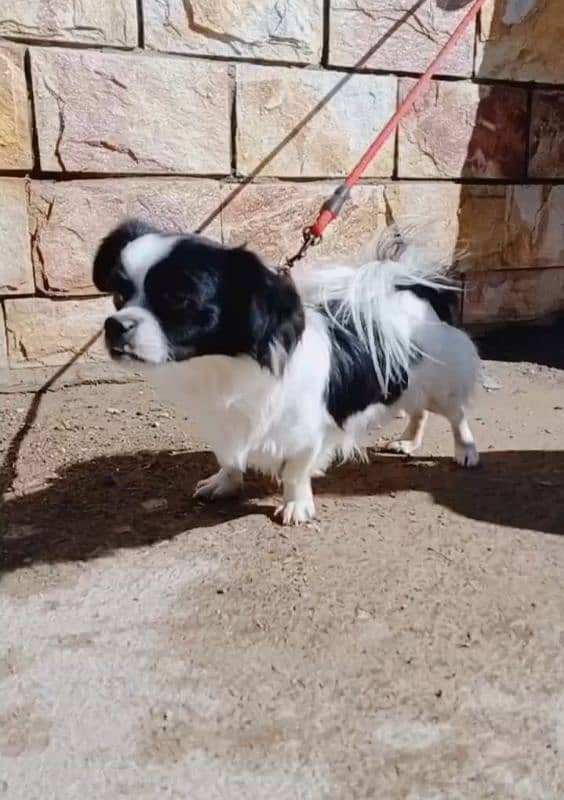 Japanese chin for sell 2