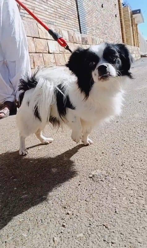 Japanese chin for sell 3