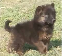 German Shepherd | long coated German Shepherd puppies