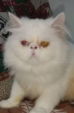 Cat Peki Odd Eye Stud Male! Pike Male Persian! Available