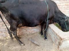 03006376950. freezan  gaban cow