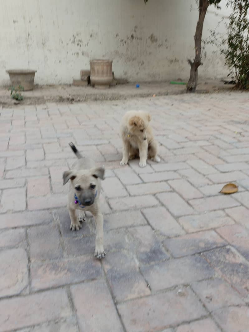 2 dogs for sale 4