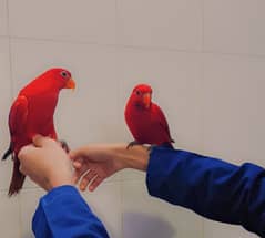 Red Moluccan Lorry Parrot