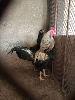 Rooster Murgha