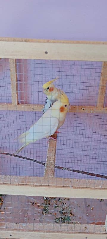 cockatiel pair 0