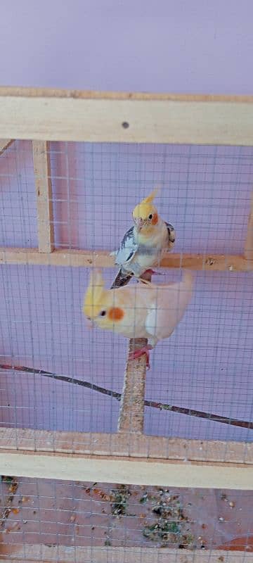 cockatiel pair 1