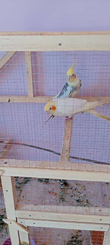 cockatiel pair 3