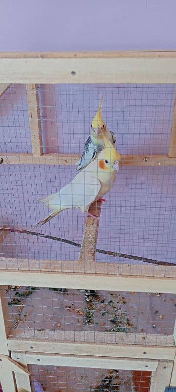 cockatiel pair 4