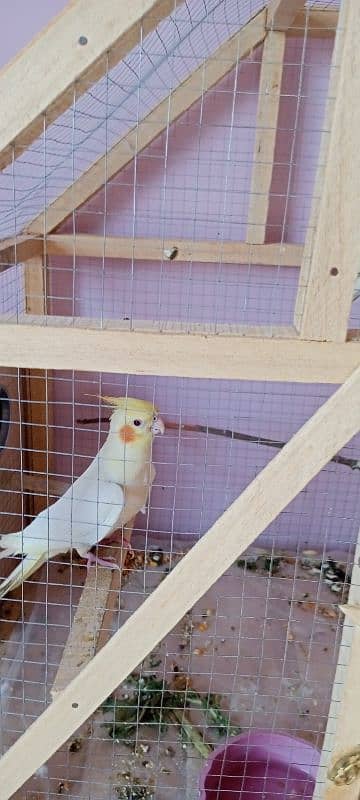 cockatiel pair 5