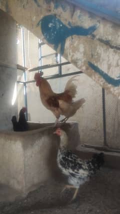 desi hens