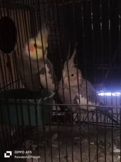 Cockatiel parrots for sale in rawalpindi