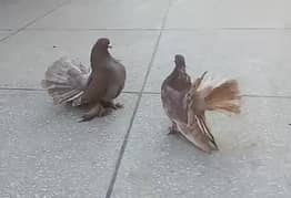 Brown Fantail Pair 03334634173