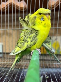 Hogoromo Recessive Pied Budgies