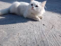 healthy persian male kitten available