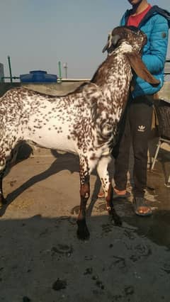 makhi cheena bakra for sale